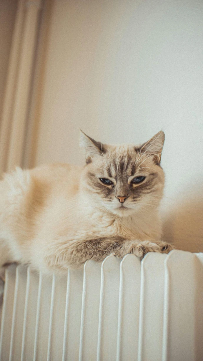 Katze auf einer Heizung